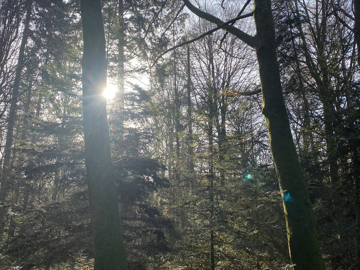Forêt de la Tuilerie