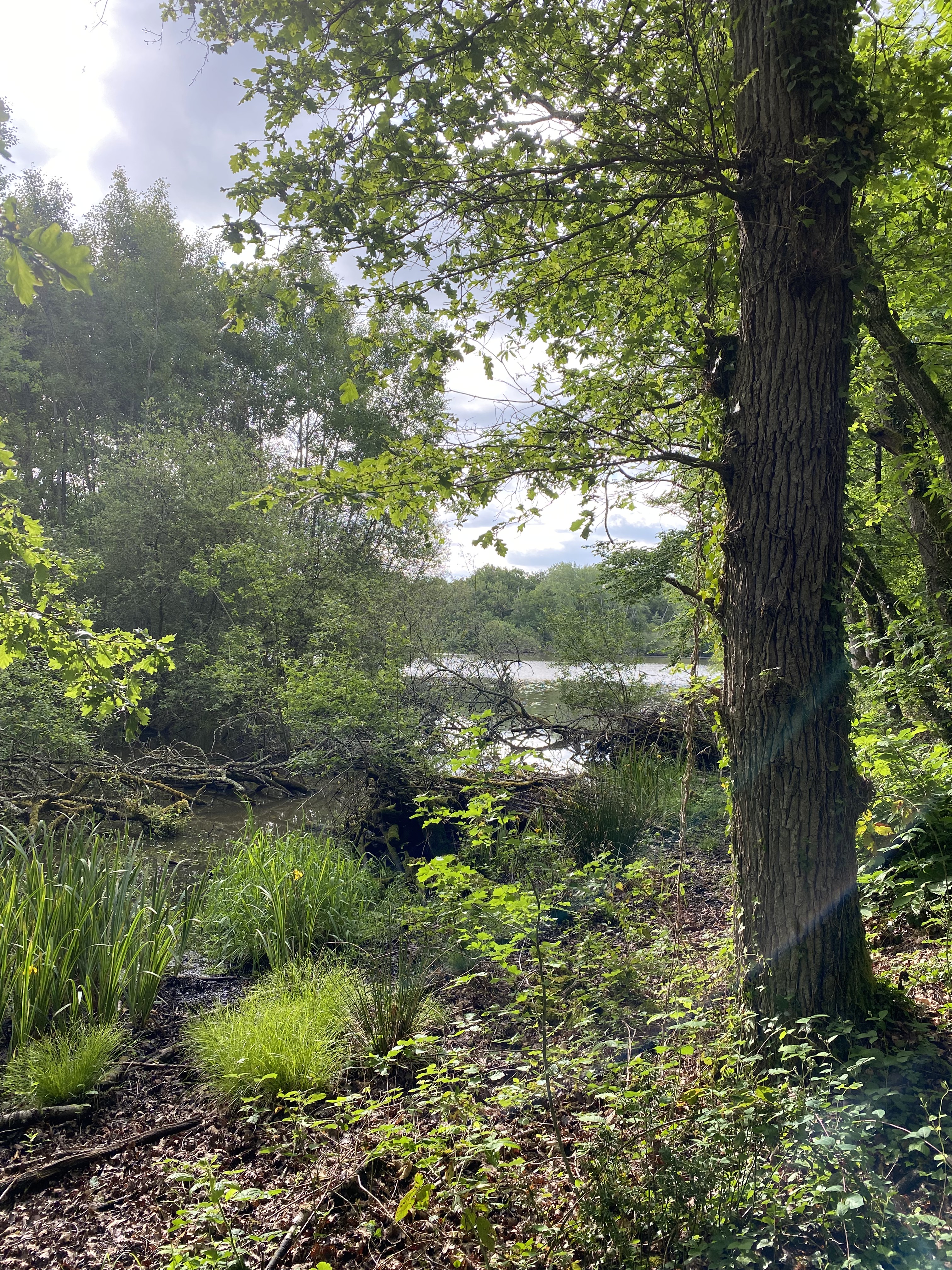 La forêt des étangs